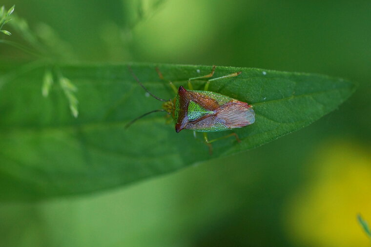 Piezodorus lituratus