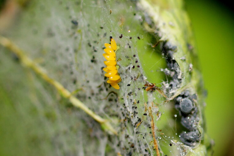 Ponte de Coccinelle sous résserve