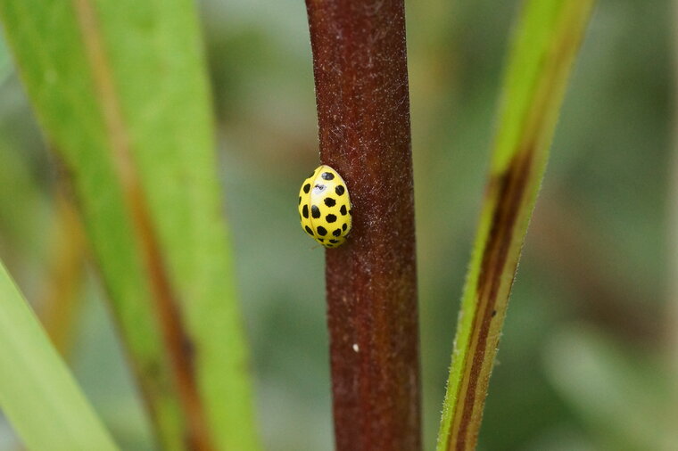 Psyllobora 22 punctata