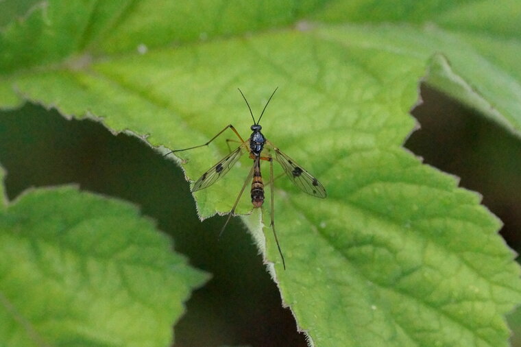 Ptychoptera contaminata