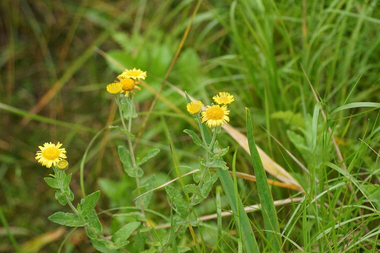 Pulicaire commune Pulicaria vulgaris