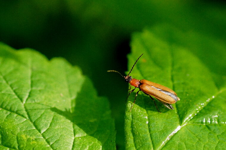 Pyrochroa coccinea