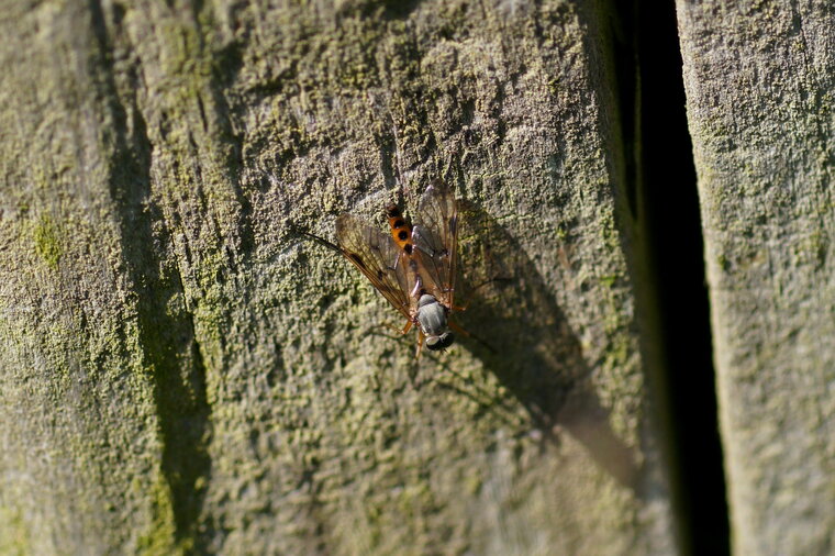 Rhagio scolopacea sous réserve