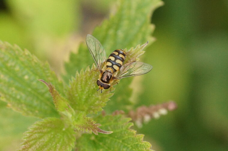 Scaeva pyrastri Syrphe pyrastre