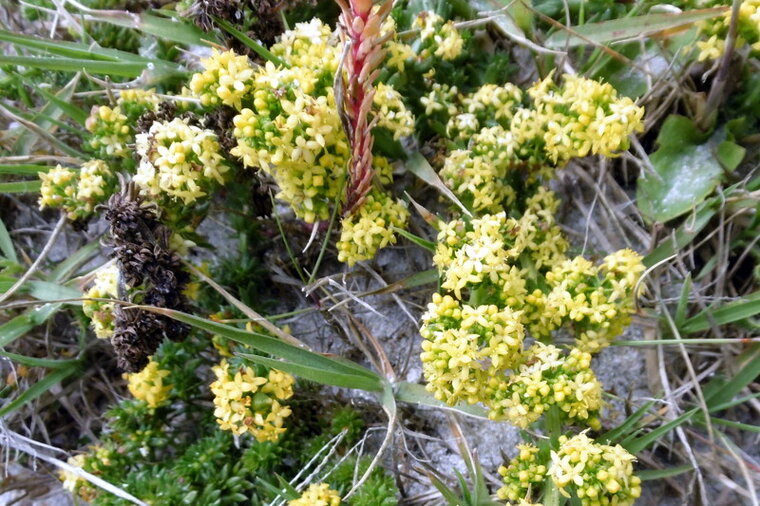 sedum litoreum