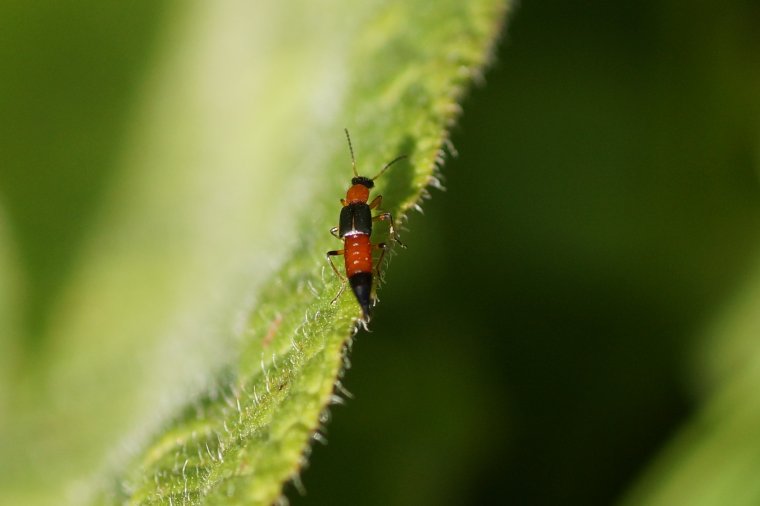 Staphilinoidé sp