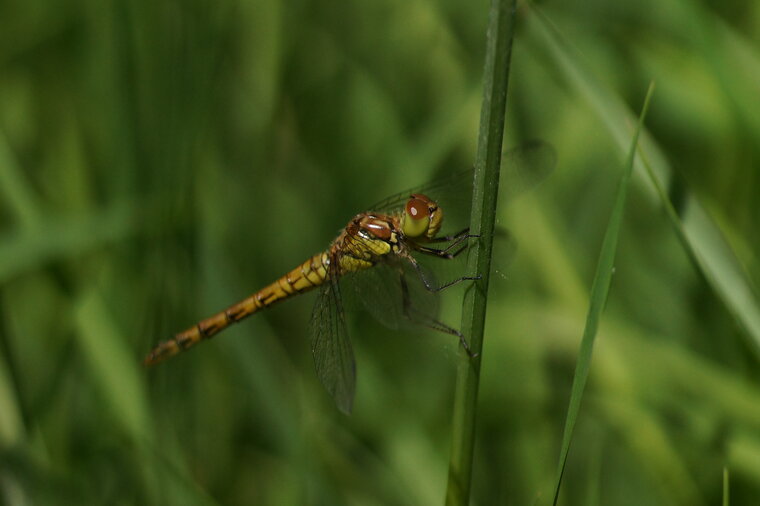 Sympetrum striolatum