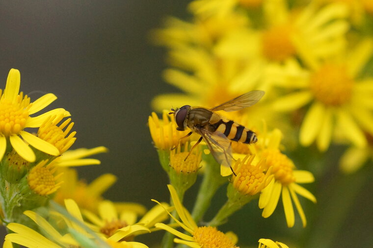 Syrphus ribesii sous réserve