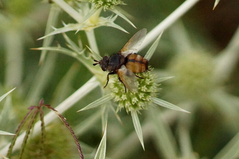 Tachina magnicornis sous réserve