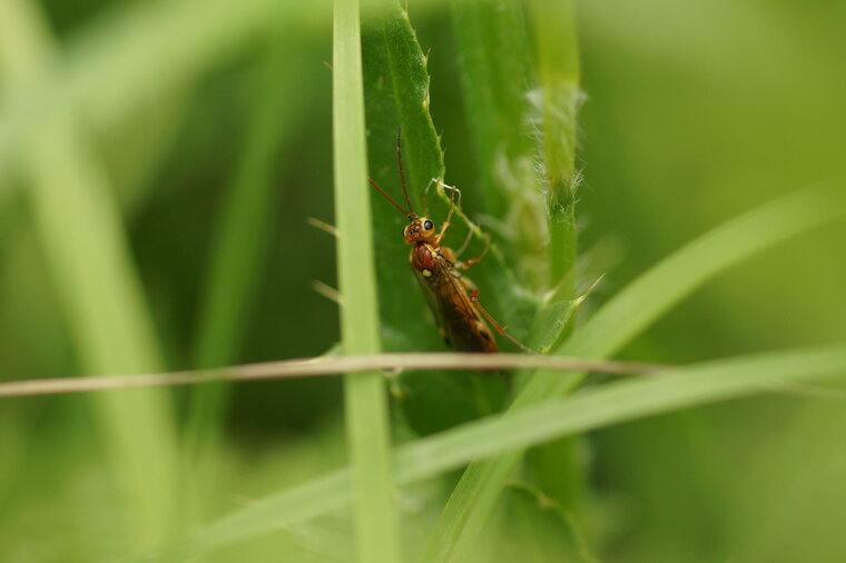 Tenthrède sp