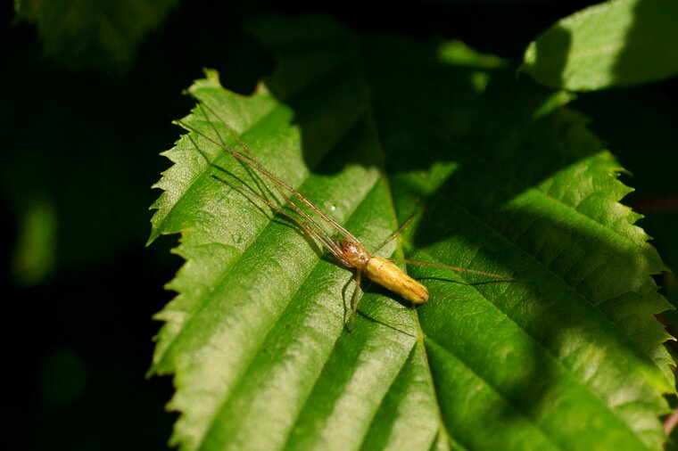 Tétragnathe sp