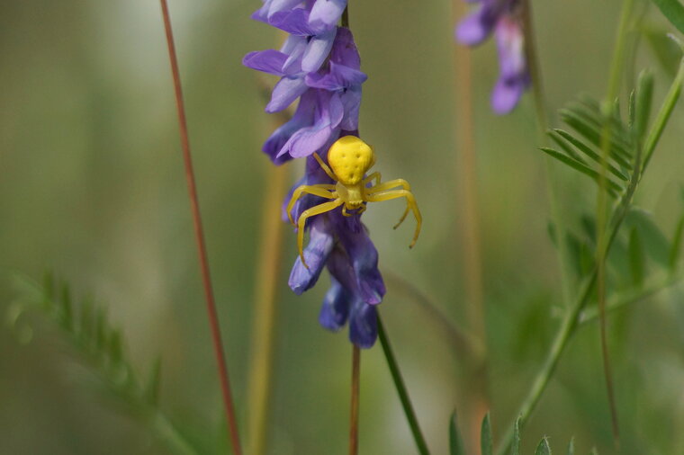 Thomisus onustus