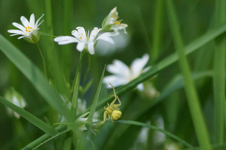 Thomisus onustus sous réserve