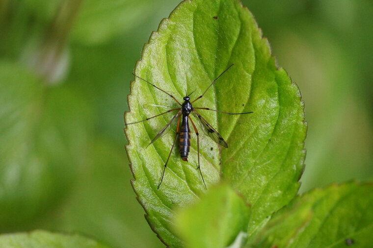 Tipula contaminata