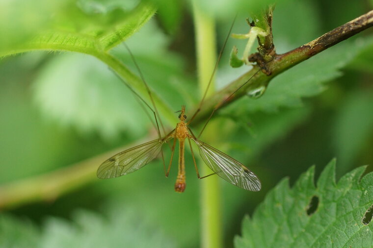 Tipule sp