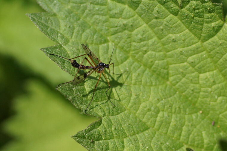 Tipule sp