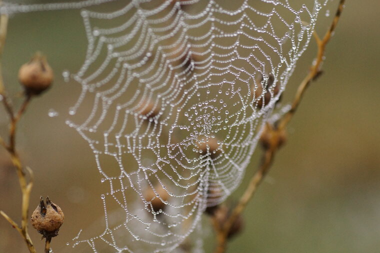 Toile d araignée 2