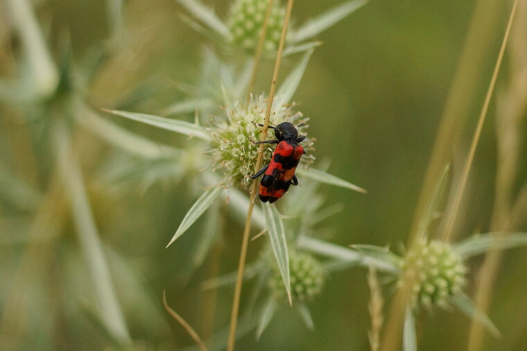 Trichodes apiarius Trichode des abeilles sous réserve