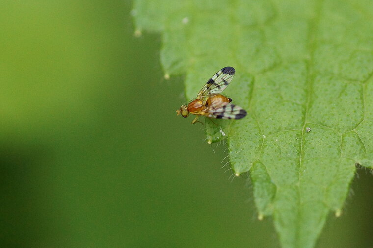 Trypeta immaculata sous réserve