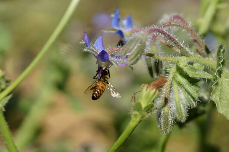 Abeille domestique et Bourrache officinale