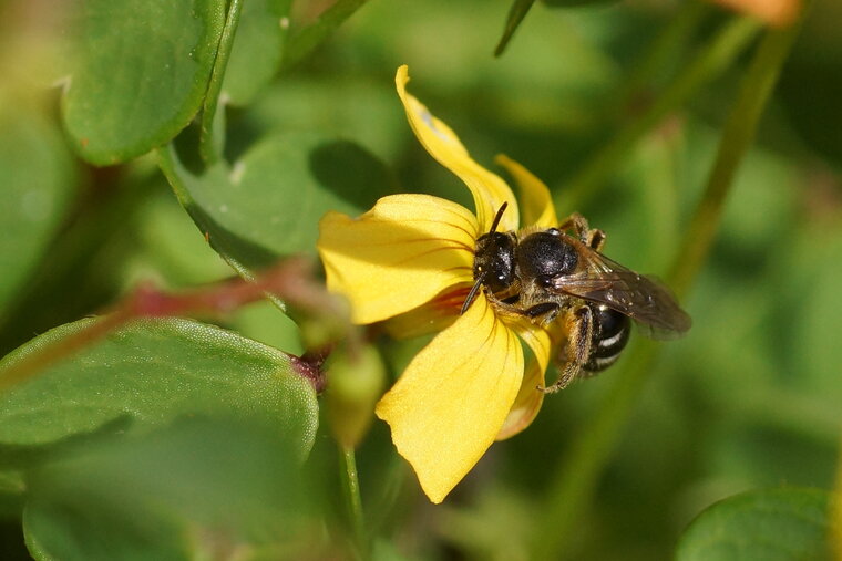 Abeille solitaire