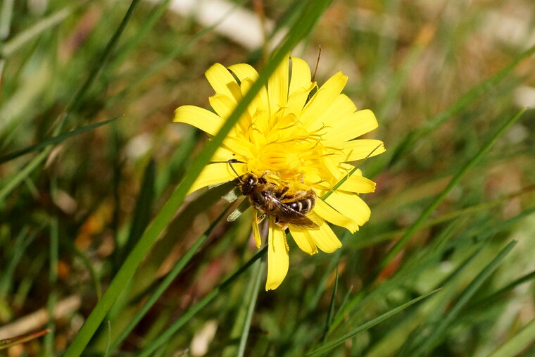 Abeille solitaire