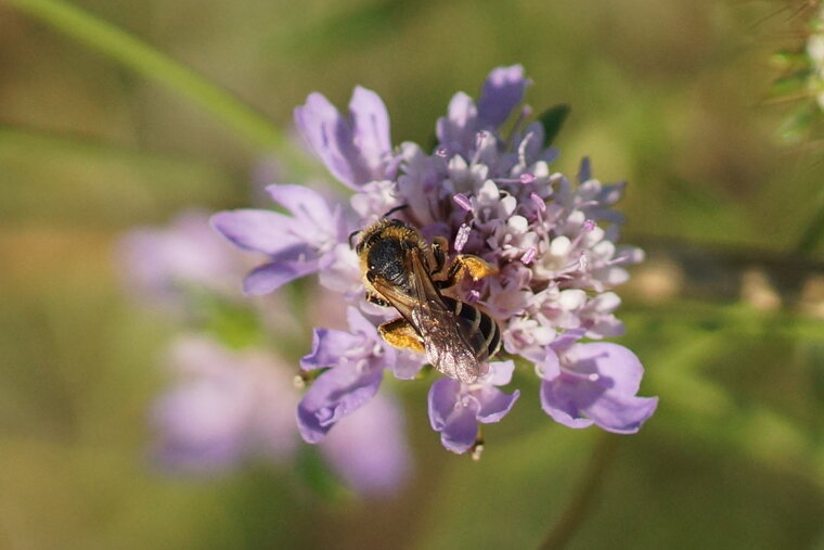 Abeille solitaire 2