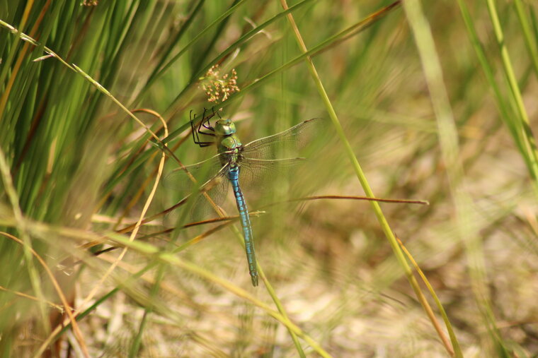 aeschne bleue