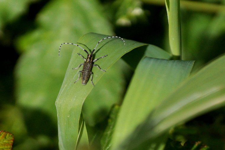 Agapanthe sp