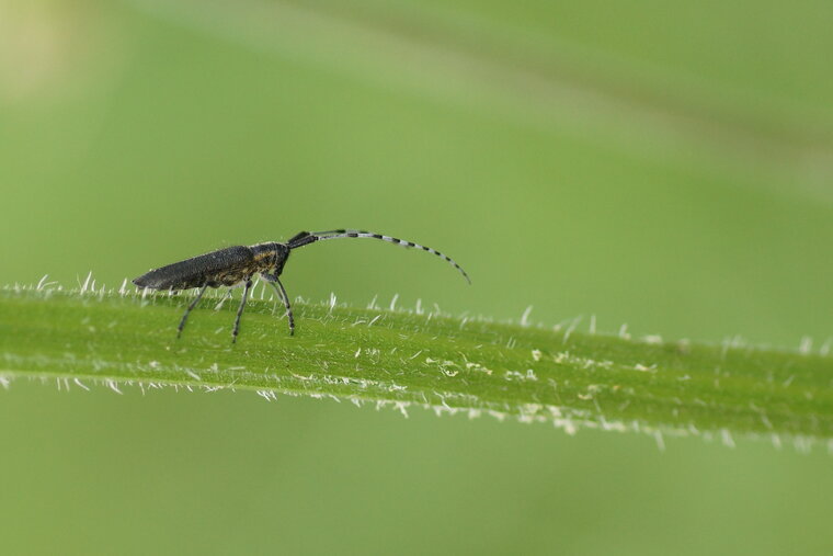 Agapanthia sp