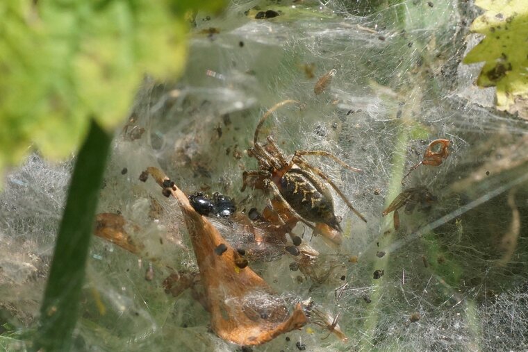 Agellena labyrintica