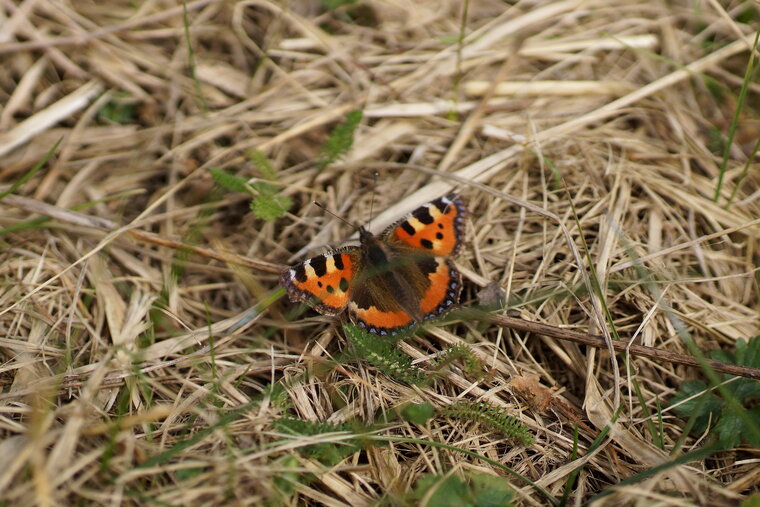 Aglais urticae Petite tortue