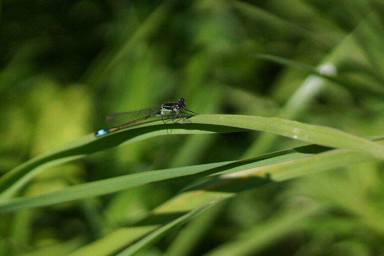 Agrion élégant