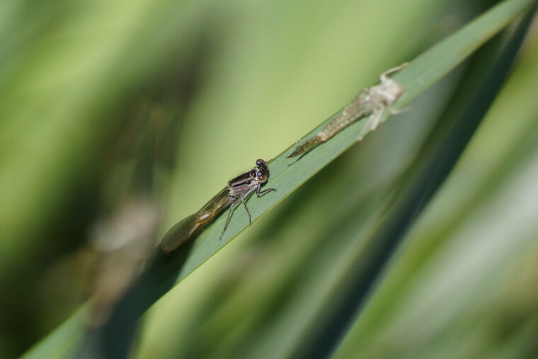 Agrion élégant femelle fraîchement émergé