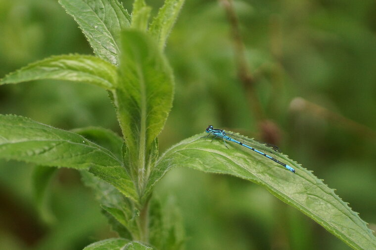 Agrion jouvencelle