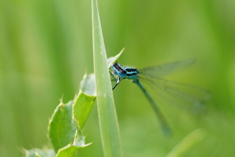 Agrion jouvencelle 2