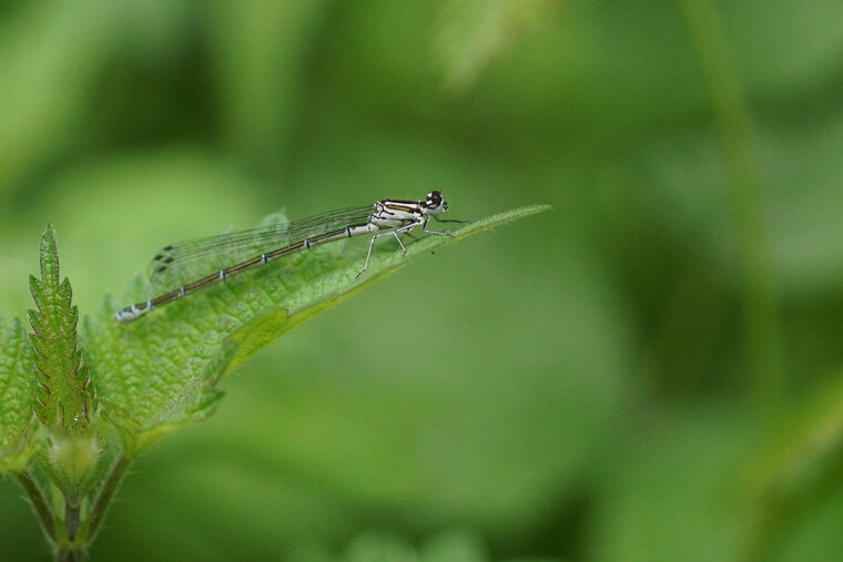 Agrion jouvencelle femelle