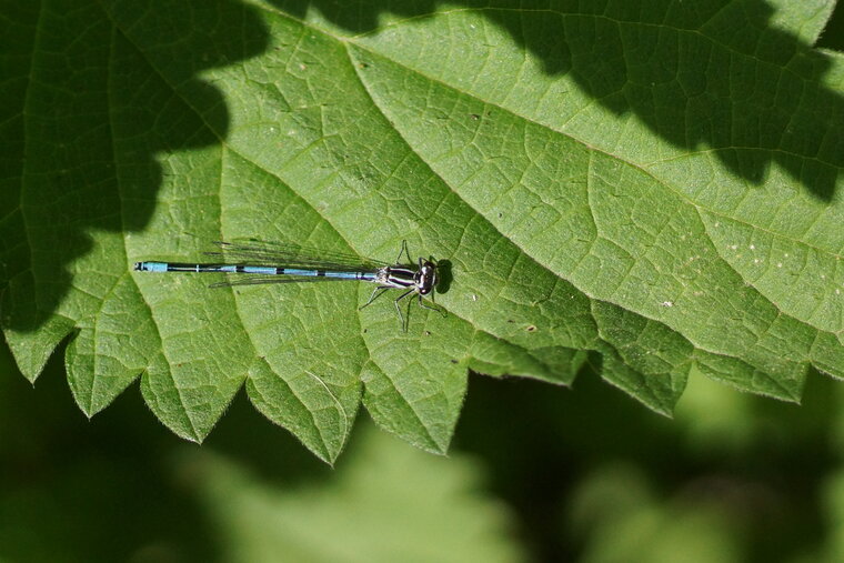 Agrion jouvencelle femelle