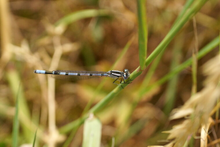 Agrion porte coupe