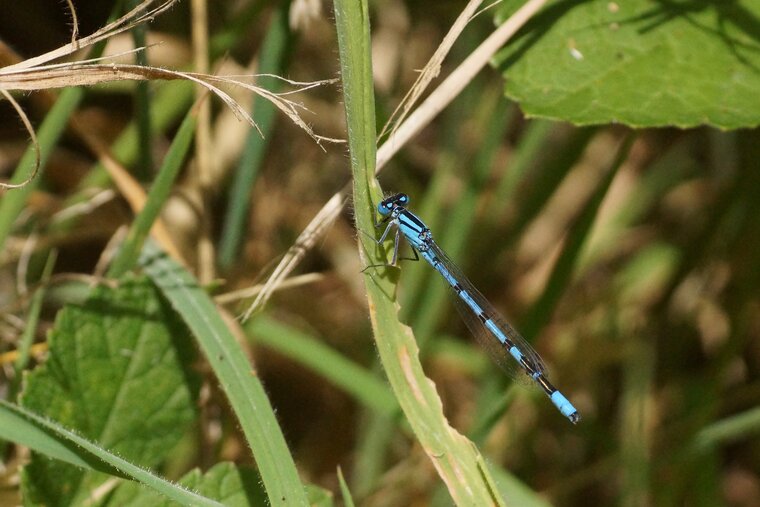 Agrion porte coupe