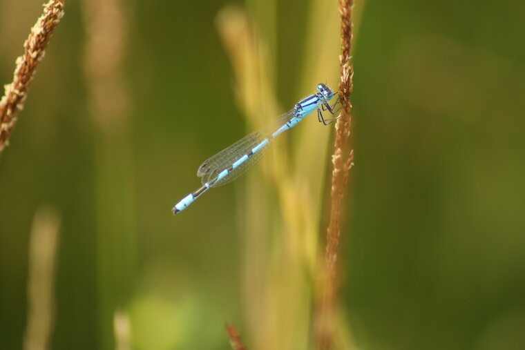 Agrion Porte Coupe peut etre