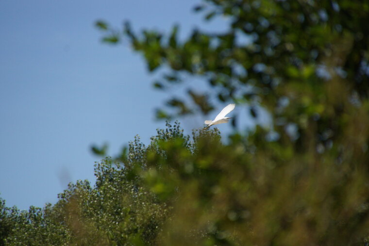 Aigrette garzette