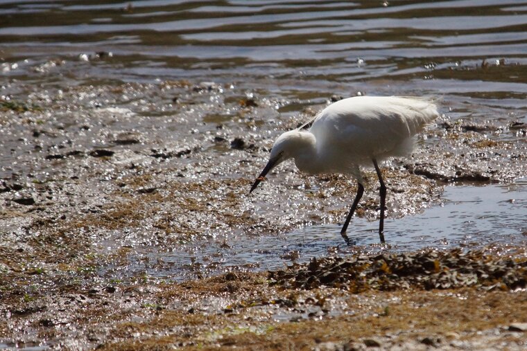 Aigrette garzette