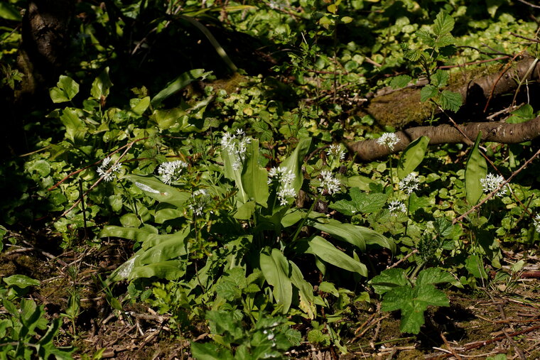 Ail des ours