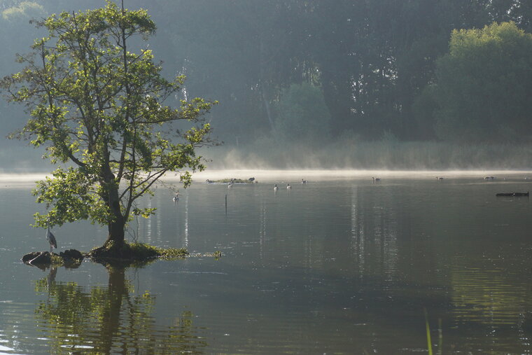 Ambiance matinale sur le marais de Bonnance