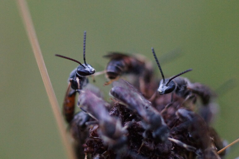 Andrena sp 1