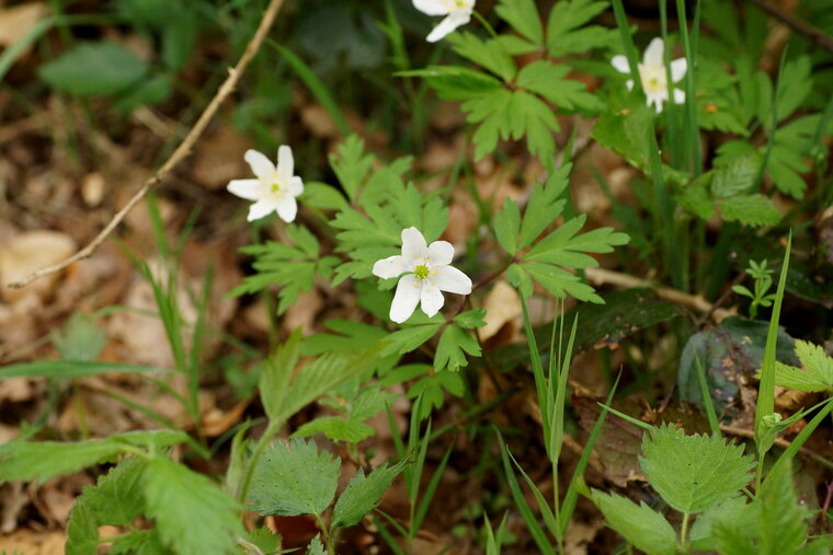 Anémone des bois