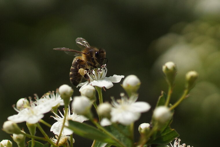 Apis mellifera