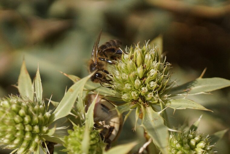 Apis mellifera