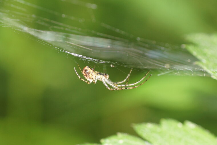 Aranéide sp